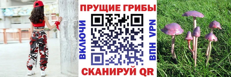 где можно купить наркотик  Сольвычегодск  Псилоцибиновые грибы Cubensis 